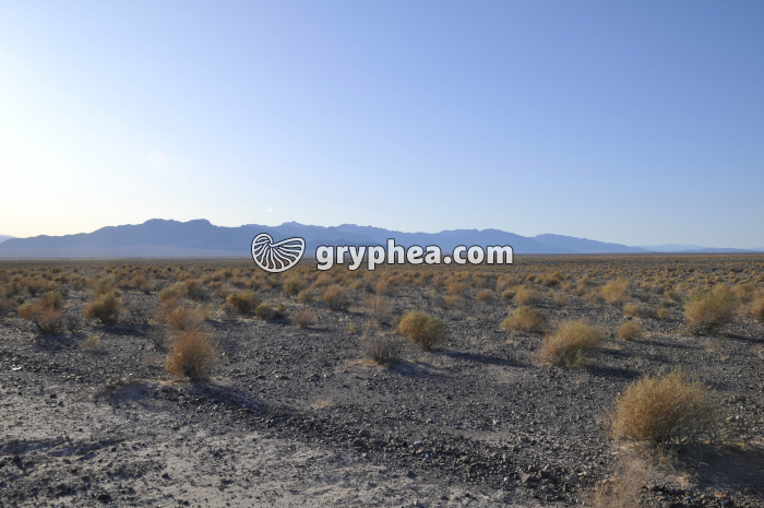 Milieu désertique Nevada - gryphea.com
